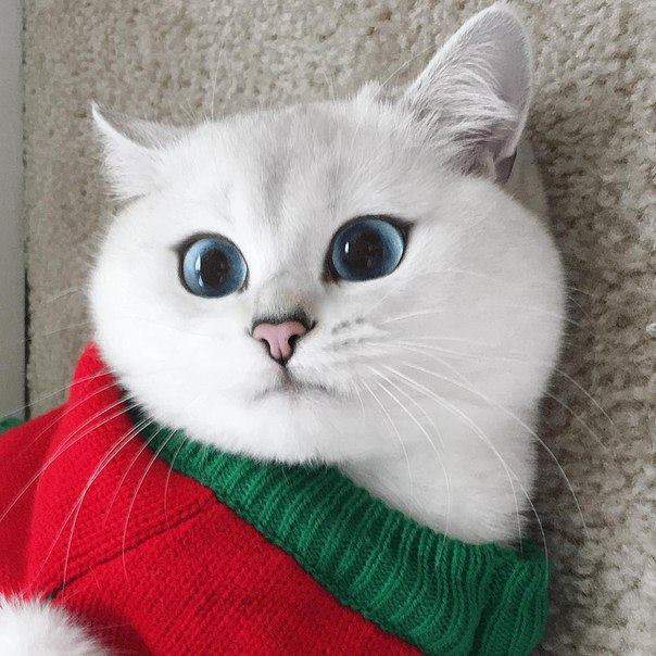 Дон КОТЯРА !!!