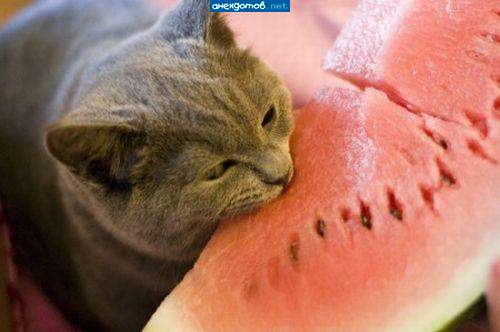 Вегетариянец :-)