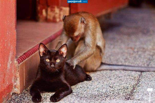 Багира и бандерлог. юность