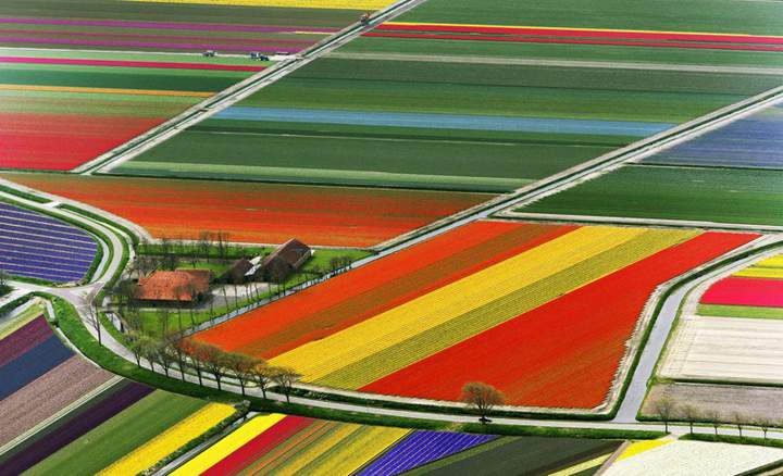 Ван Гог Поля тюльпанов- ремейк