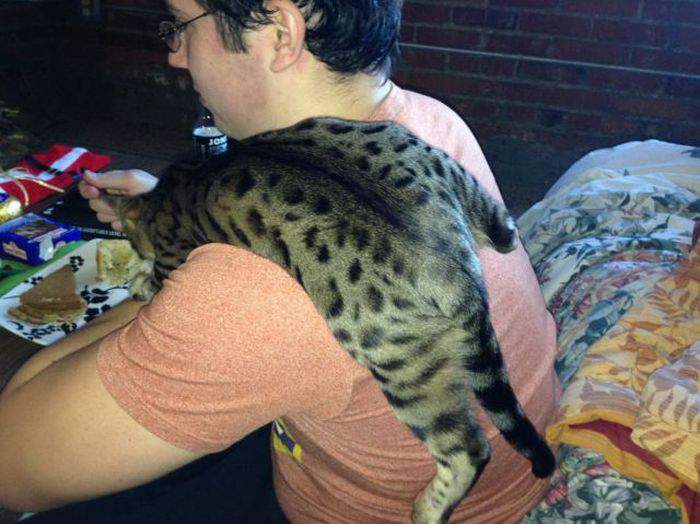 Неправильно ты, Абраша, бутерброд ешь!