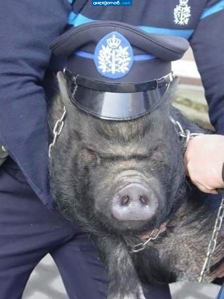 истинное лицо власти