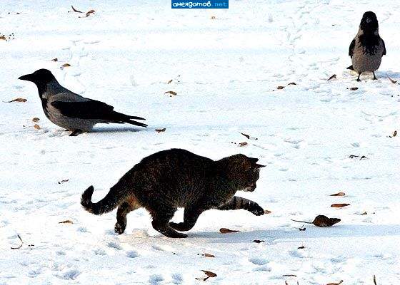 ...Ты добычи не дождешься, черный ворон, я не твой...