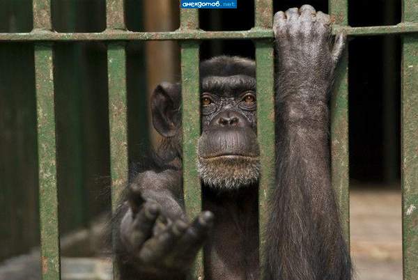 Жалко животное..