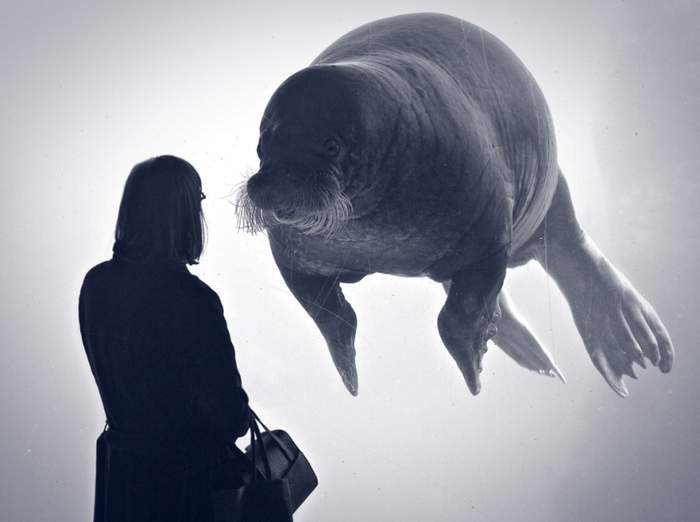 Якубович в Бассейне чудес.