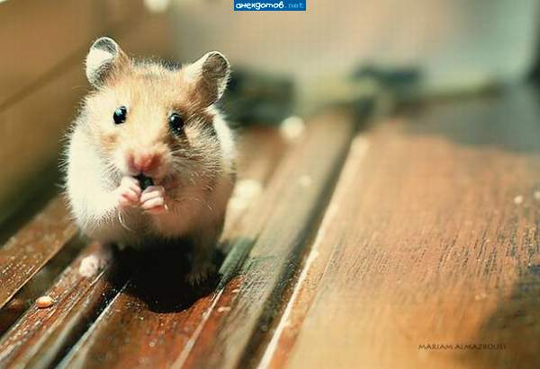 Будьте добры, не сочтите за наглость, не будуте ли вы так любезы, дайте пожрать.