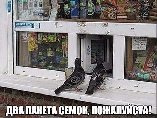 Почём пакетик семечек?