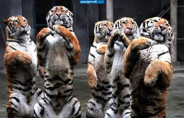 А-а-а-ап! И тигры у ног моих сели...