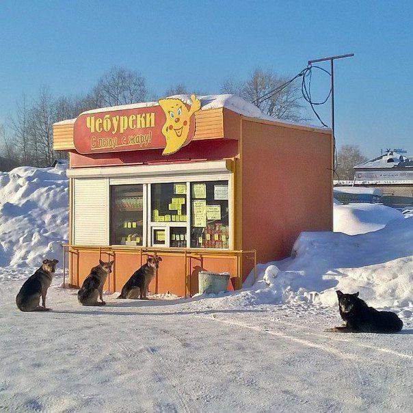 Это наша корова,и мы её доим!