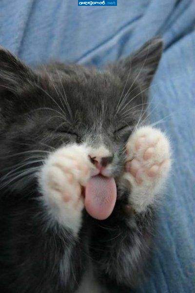 Любитель дразниться