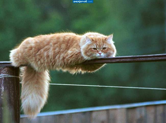 Котриарх Перил