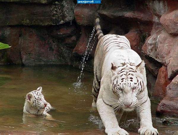 Достала эта тетя Ася-везде отбеливатель подливает.