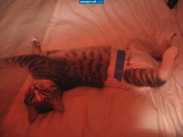 Да хозяйка замуж тебе пора...А пока ладно тащи сливок,да побольше!!!