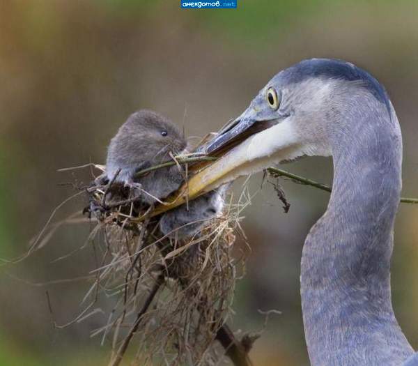 Да он пьяный! Опять попутал норку с болотом