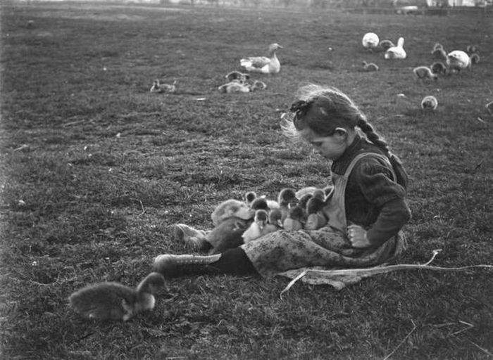 цып цып цып мои гусятки....