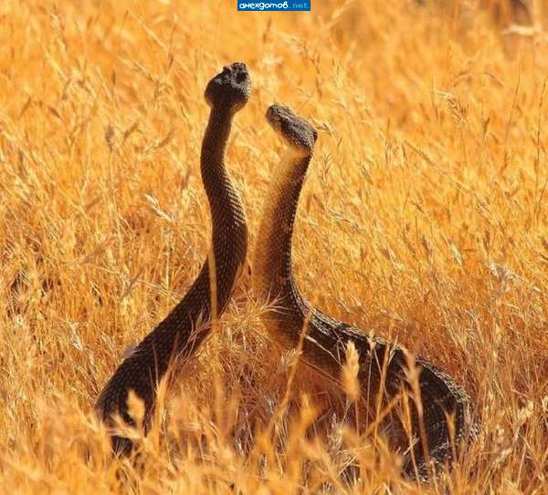 Моя с тёщей позируют.