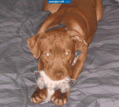 Я не ел - я только перекусил