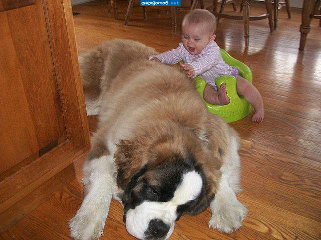 Спят усталые игрушки? Кто ж им даст!