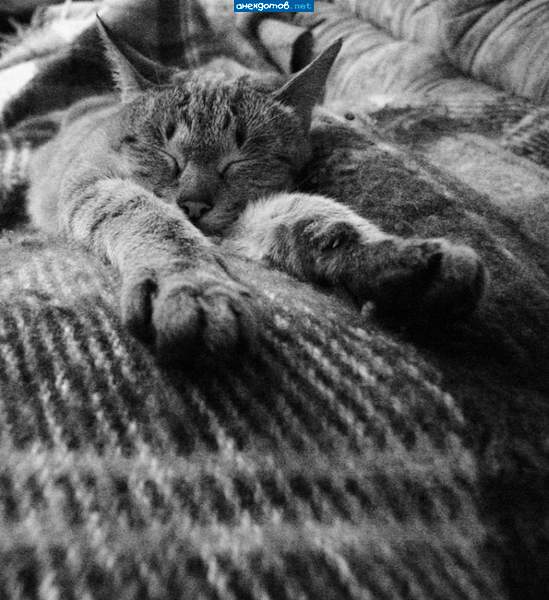 я на пледике лежу, ни на кого и не гляжу ...