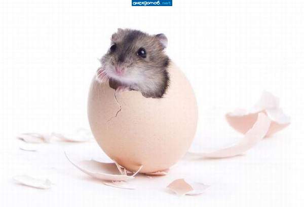 после употребления ГМО