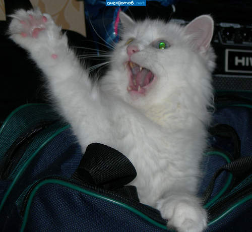 -Долой - тиранию! Свободу - узникам совести!