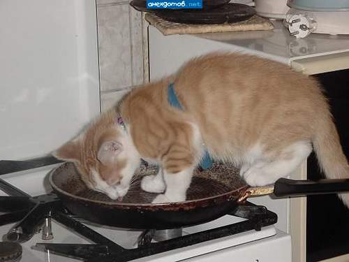 Запустили дом! Без меня посуда по три дня немытая стоит.