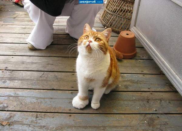 ну и кто из вас придурков наступил на лапу???