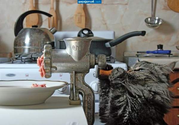 А помнишь, Бобик, как ты меня по двору гонял?