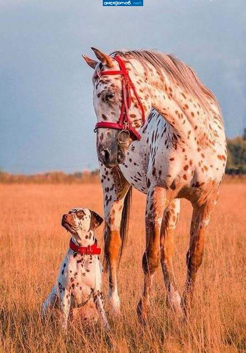 Кому и кобыла невеста!- Больше вопросов не имею!