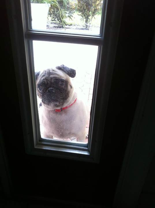 А Шарик дома?