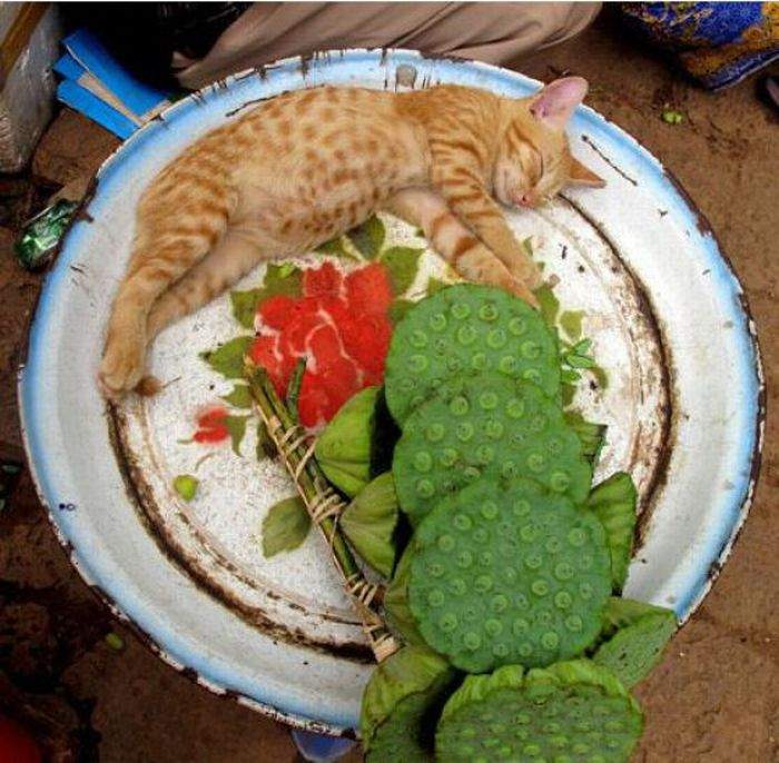 а че это за зеленая хрень?