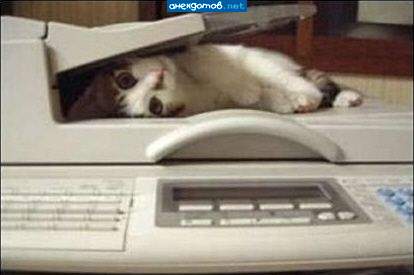 Усы, лапы и хвост - вот мои документы. Ксерокопию сделаете?