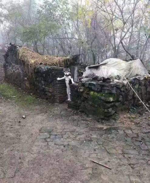 Жил был пес