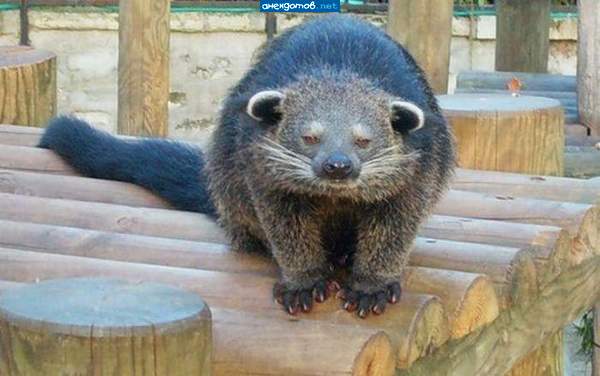 Чет тоска...