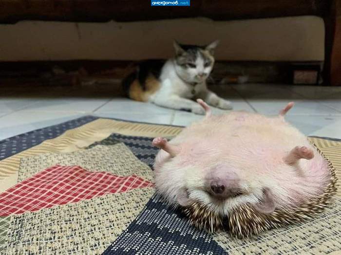 Прикололся :)