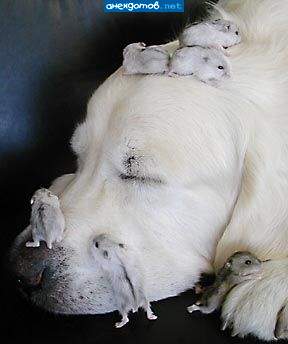 Блохи-мутанты