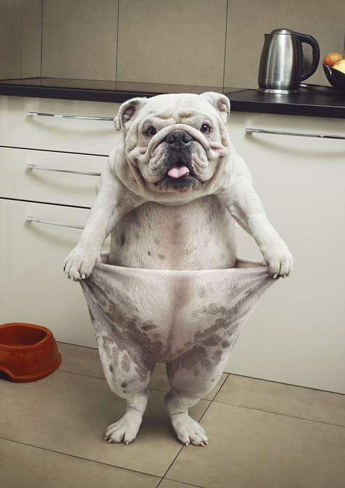 Спасибо за диету, хозяин!...