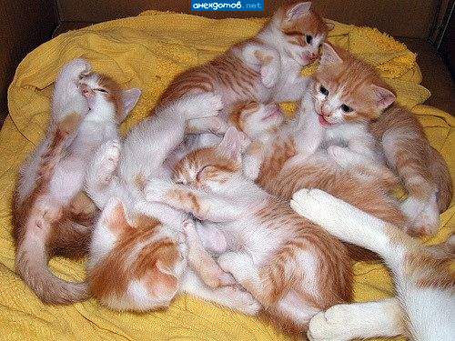 в глазах уже даже не двоится