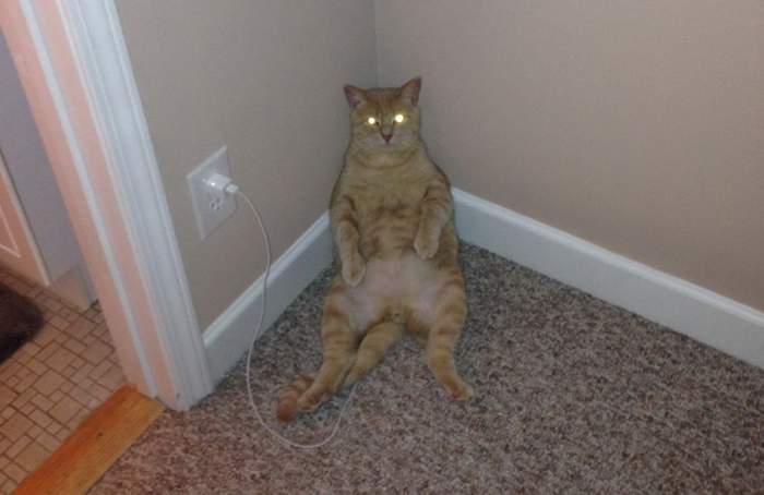 Сейчас батареи заряжу,и на крышу к кошечкам!!!