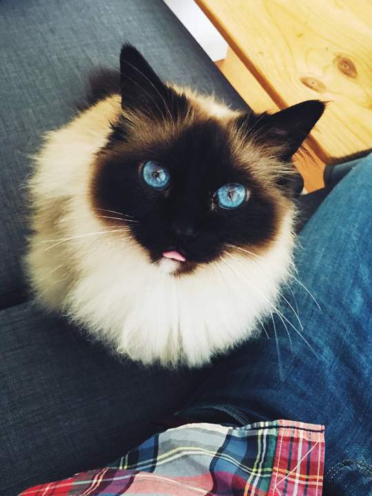 мои глаза слишком голубые,чтобы быть честными