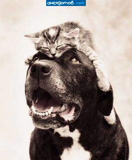 Отключи мурлыкалку - мозги дрожат