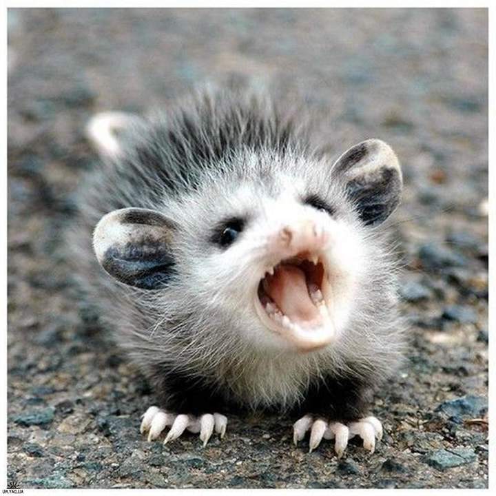 Учись, как надо петь ноту Дай!