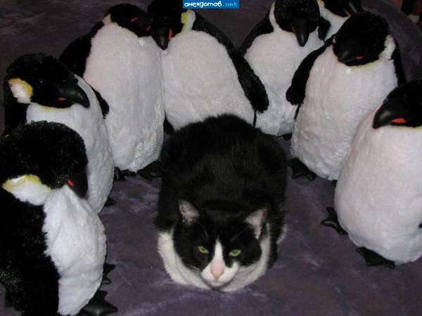 свой, среди чужих