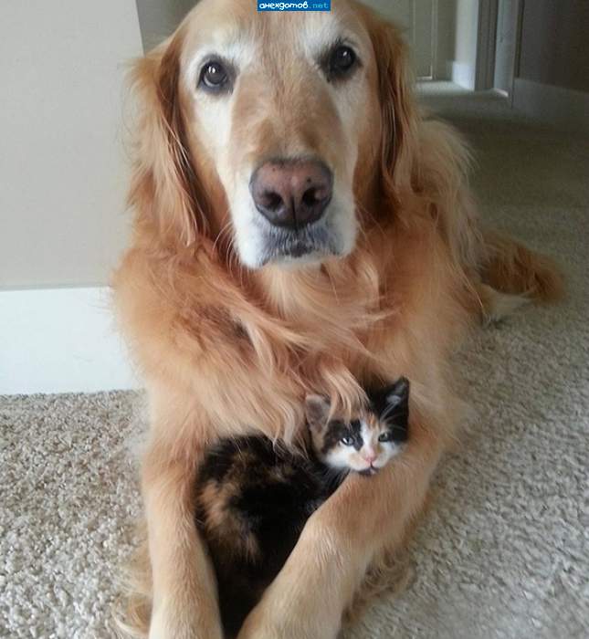 У каждого человека должна быть своя собака,а у неё-своя кошка!