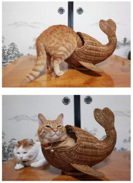 кот и кiт