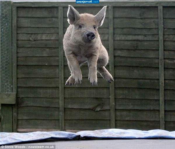 Ретбул окрыляет:)