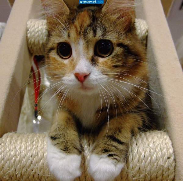 Красотулька, так и хочется потискать...