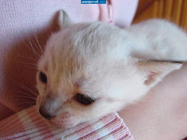 Теперь я твой?!