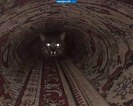 Кот дальше не пойдёт, просьба освободить вагоны!