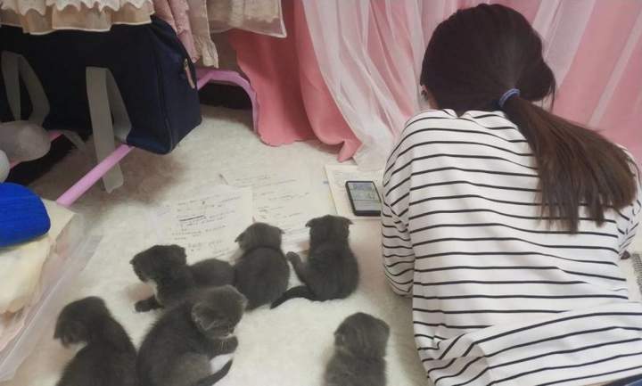 Репетиторство, говоришь? Тренируйся на кошках!